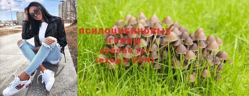 OMG ссылки  Вихоревка  Галлюциногенные грибы Magic Shrooms  что такое наркотик 